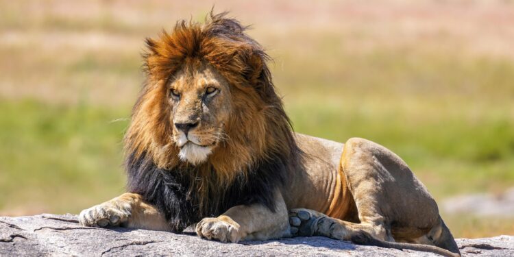 African Lion 25: Largest U.S.-led military exercise in Africa kicks off across four nations – army.mil