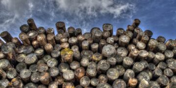 Logging in Solomon Islands sees women ‘sold’ into relationships with foreign workers – Australian Broadcasting Corporation