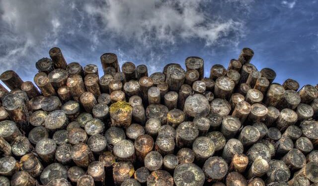 Logging in Solomon Islands sees women ‘sold’ into relationships with foreign workers – Australian Broadcasting Corporation