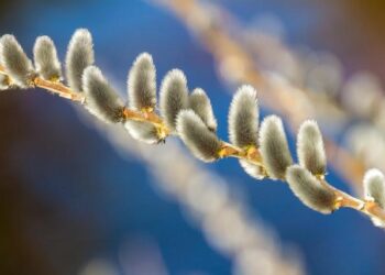 Palm Sunday- the beginning of Holy Week – Cook Islands News
