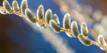 Palm Sunday- the beginning of Holy Week – Cook Islands News