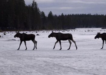 Sweden’s epic moose migration captured on camera – Arizona Daily Star