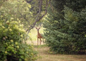 Addison Rae seen by supermarket Iceland in teaser and Brits can’t believe their eyes – Indy100