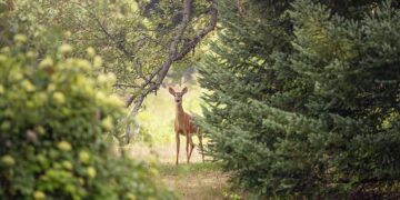 Addison Rae seen by supermarket Iceland in teaser and Brits can’t believe their eyes – Indy100
