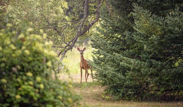 Addison Rae seen by supermarket Iceland in teaser and Brits can’t believe their eyes – Indy100