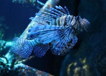 Dangerous lionfish spotted near Croatian islands – Croatia Week