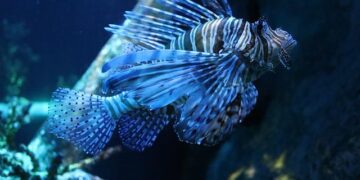 Dangerous lionfish spotted near Croatian islands – Croatia Week