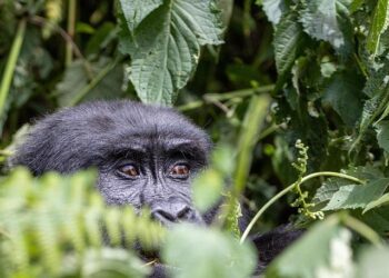 Meet the conservationist saving gorillas in Uganda’s ‘impenetrable forest’ – CNN