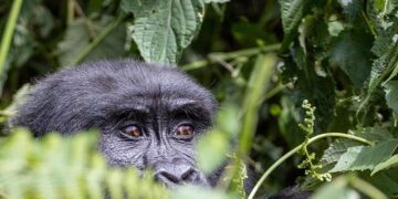 Meet the conservationist saving gorillas in Uganda’s ‘impenetrable forest’ – CNN