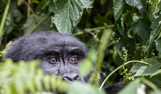 Meet the conservationist saving gorillas in Uganda’s ‘impenetrable forest’ – CNN