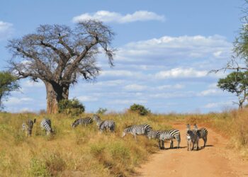 Tanzania Threatens to Block South Africa, Malawi Farming Imports – Bloomberg.com