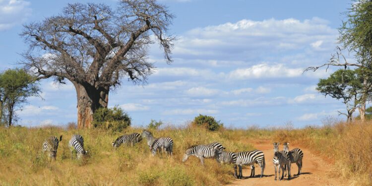 Tanzania Threatens to Block South Africa, Malawi Farming Imports – Bloomberg.com