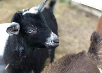 Police extradite Nigerian who killed his girlfriend – Premium Times Nigeria