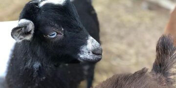 Police extradite Nigerian who killed his girlfriend – Premium Times Nigeria