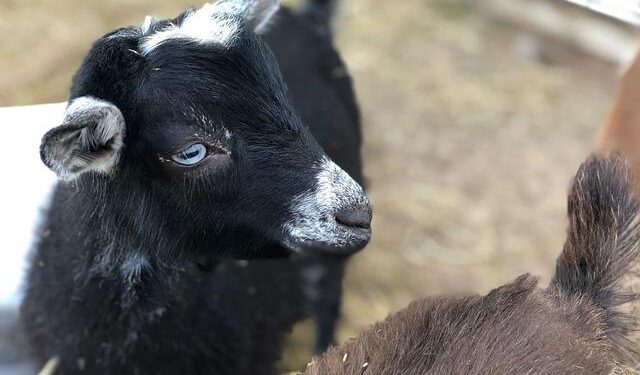 Police extradite Nigerian who killed his girlfriend – Premium Times Nigeria