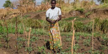 Opportunity International works to end farmer poverty in Malawi with Azure AI – Microsoft