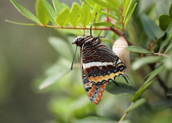 Jason Palmer beats Biden in American Samoa, and looks to Northern Mariana Islands – NPR