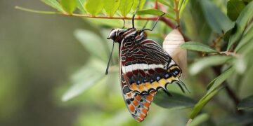 Jason Palmer beats Biden in American Samoa, and looks to Northern Mariana Islands – NPR