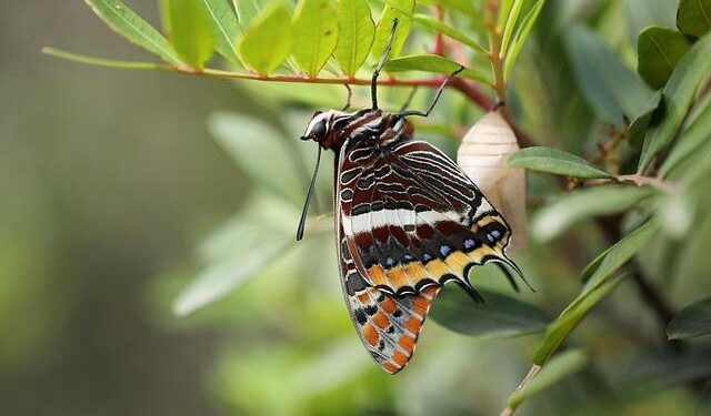 Jason Palmer beats Biden in American Samoa, and looks to Northern Mariana Islands – NPR