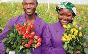 Dutch flower growers, volunteers take care of Vatican Easter decor – Detroit Catholic