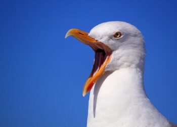 Harris: Maritime alliance ‘won’t undermine Ireland’s neutrality’ – BBC