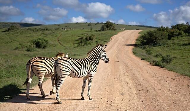 South Africa Appoints a Special U.S. Envoy After Its Ambassador Was Expelled – Time Magazine