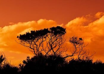 Cyprus attracts tech giants following president’s US visit – Philenews