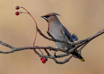 Birdsong rings out once again in Togo’s sacred forest of Titiyo – Mongabay