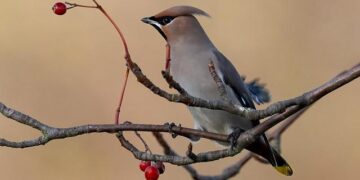 Birdsong rings out once again in Togo’s sacred forest of Titiyo – Mongabay