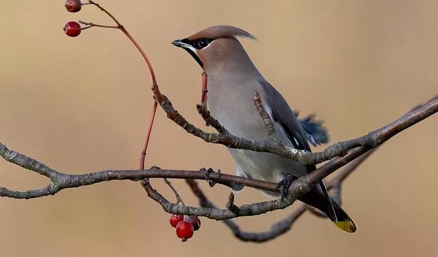 Birdsong rings out once again in Togo’s sacred forest of Titiyo – Mongabay