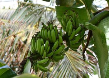 Is it safe to visit Cape Verde? Everything to know after holiday illness claims – The Times