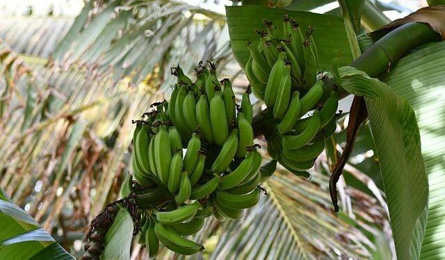 Is it safe to visit Cape Verde? Everything to know after holiday illness claims – The Times