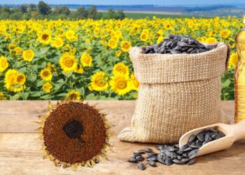 Man attempted to cross into Moldova suspended in sunflower oil – The New Voice of Ukraine