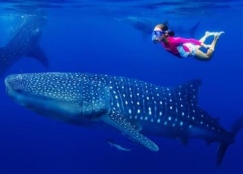 St. Helena: An Important Reproductive Habitat for Whale Sharks (Rhincodon typus) in the Central South Atlantic – Frontiers