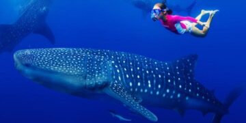 St. Helena: An Important Reproductive Habitat for Whale Sharks (Rhincodon typus) in the Central South Atlantic – Frontiers