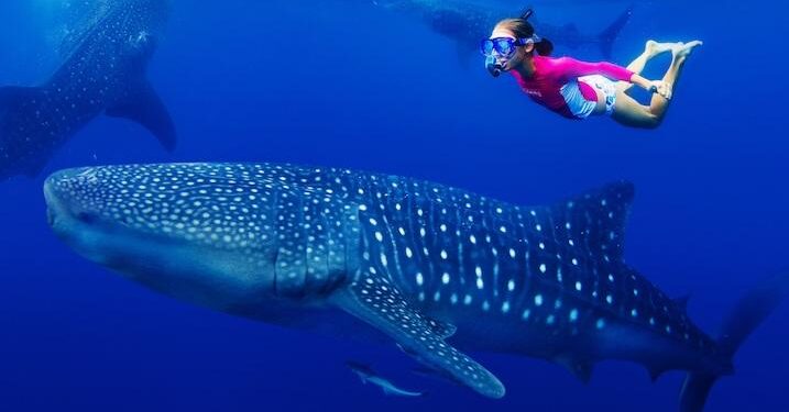 St. Helena: An Important Reproductive Habitat for Whale Sharks (Rhincodon typus) in the Central South Atlantic – Frontiers