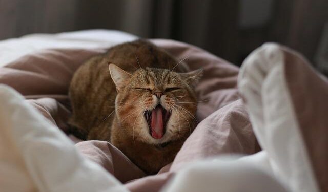 Guinea-Bissau Surrenders Four Men to United States to Face Cartel-Linked Cocaine Trafficking Charges – Department of Justice (.gov)