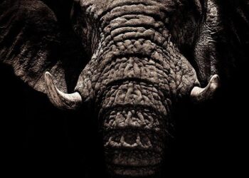 Ivory Coast, Equatorial Guinea book Cup of Nations berths without playing – Reuters