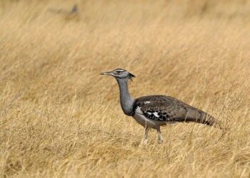 19 of the best things to do in Botswana: a favorite safari destination – Lonely Planet