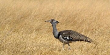 19 of the best things to do in Botswana: a favorite safari destination – Lonely Planet