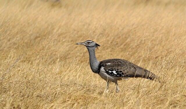 19 of the best things to do in Botswana: a favorite safari destination – Lonely Planet