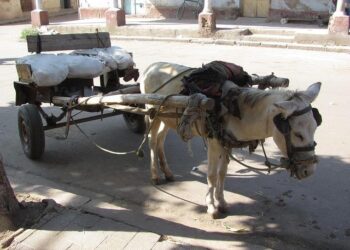 Year of Impact: Eritrea’s Resident Coordinator on Turning Challenge into Change – United Nations Sustainable Development Group