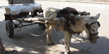 Year of Impact: Eritrea’s Resident Coordinator on Turning Challenge into Change – United Nations Sustainable Development Group