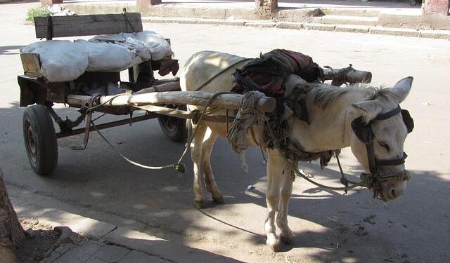 Year of Impact: Eritrea’s Resident Coordinator on Turning Challenge into Change – United Nations Sustainable Development Group