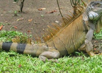 These Iguanas Got Carried Away and Ended Up 5,000 Miles From Home – The New York Times