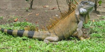These Iguanas Got Carried Away and Ended Up 5,000 Miles From Home – The New York Times
