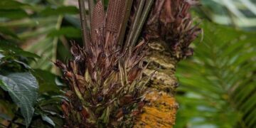 Former Croatia midfielder Nikola Pokrivač dies in car accident at age 39 – The Derrick