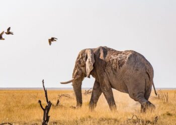 Namibia Orders Starlink to Cease all Operations in the Country – Bloomberg.com