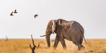 Namibia Orders Starlink to Cease all Operations in the Country – Bloomberg.com