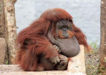 Decolonial Dialogues from Mauritius – Cambridge University Press & Assessment